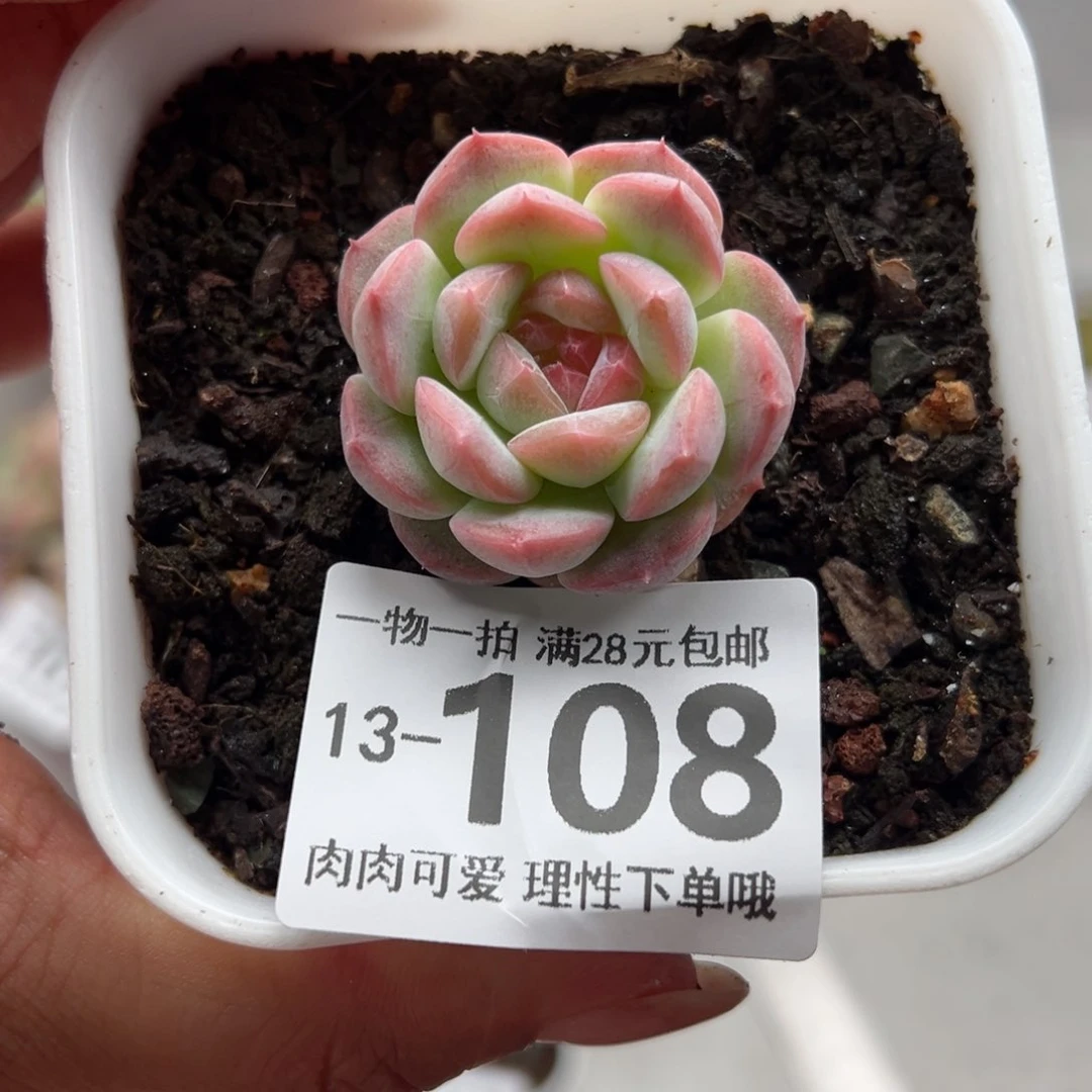 七仙女多肉多肉多肉多