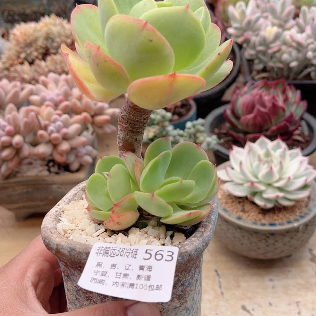 563鸡蛋碧桃德华多肉