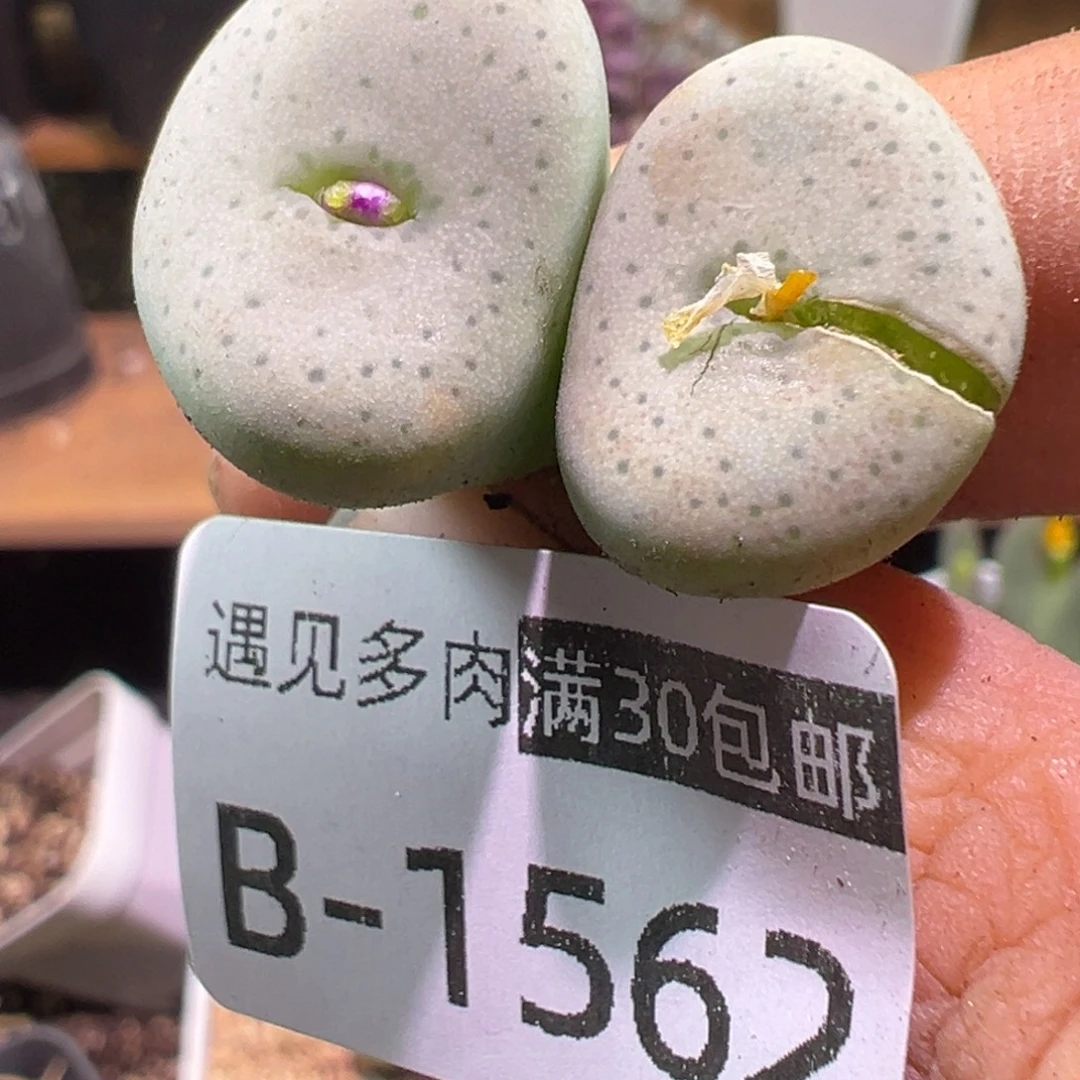 多肉植物111111111111