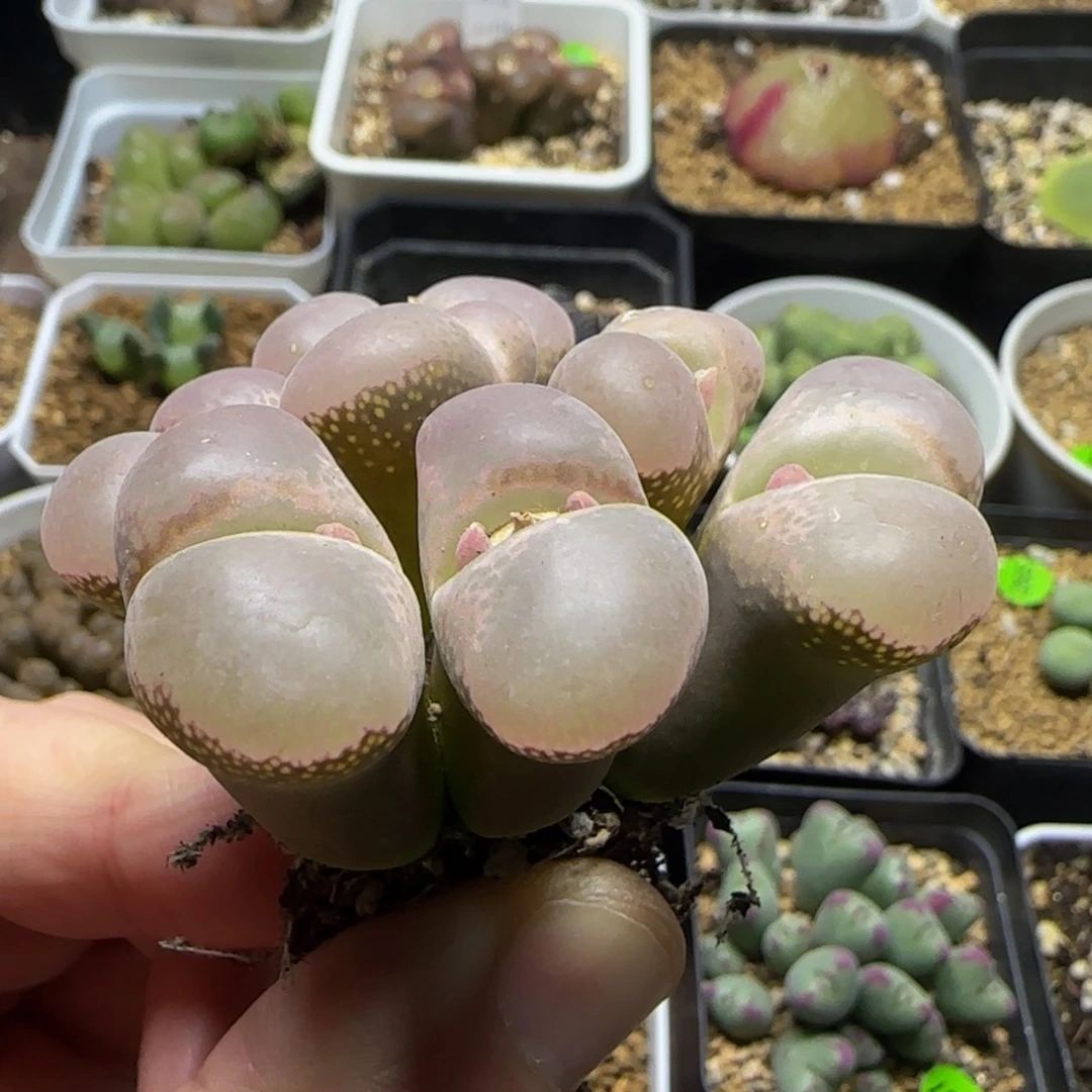 漂亮瑕疵多肉植物