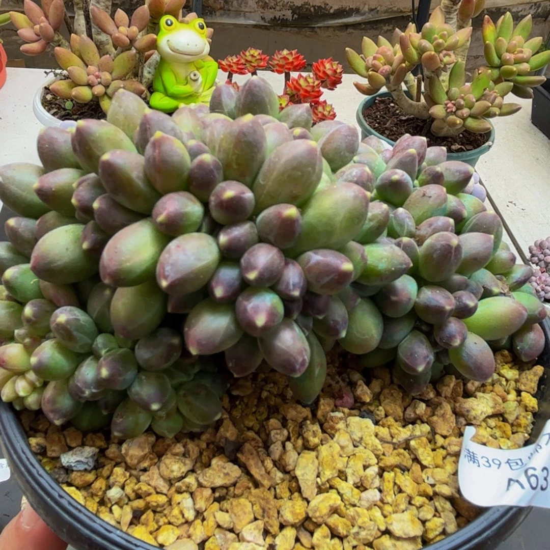 636/10cm香蕉树缀多肉植物