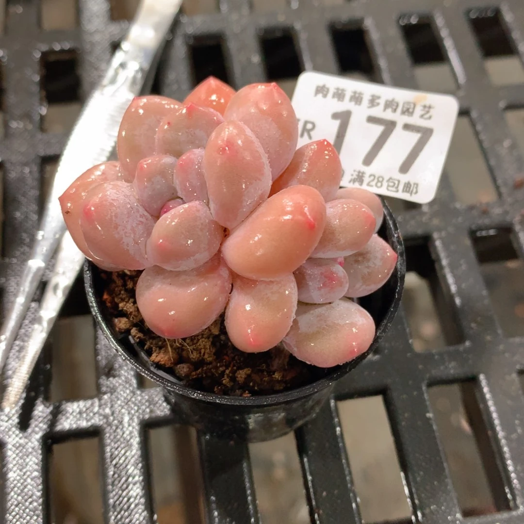 肉萌萌拇指盆精控多肉ZR177