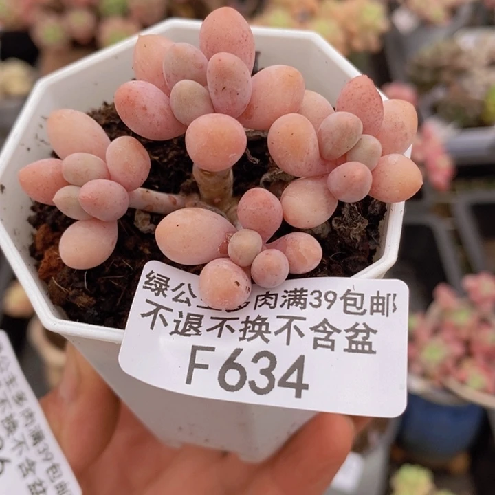 汤圆奶6cm634多肉植物
