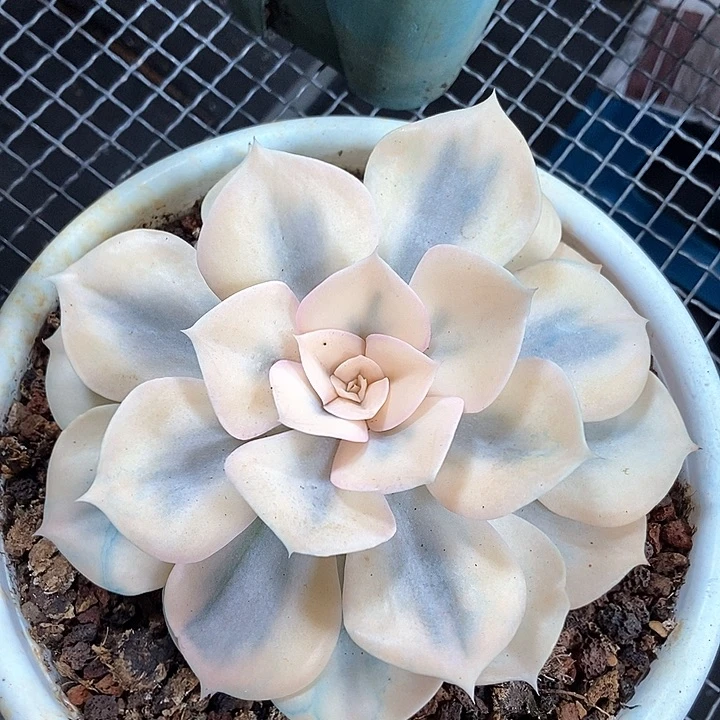 双子座锦多肉植物