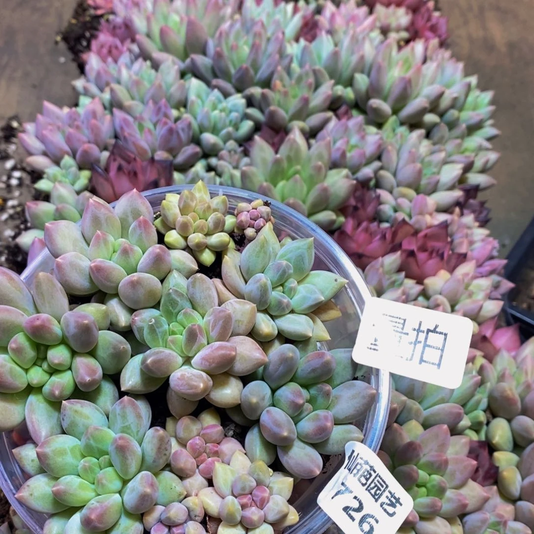 726多肉植物保护研量拍一盒保底10颗