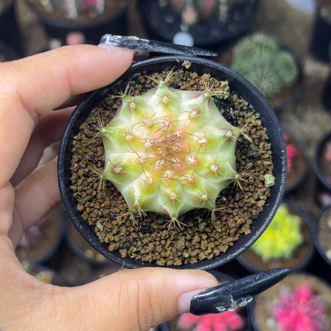 泰系白轮回 带盆土发货