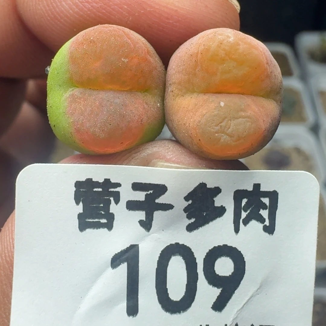 水蜜桃1430.5两颗。  枝