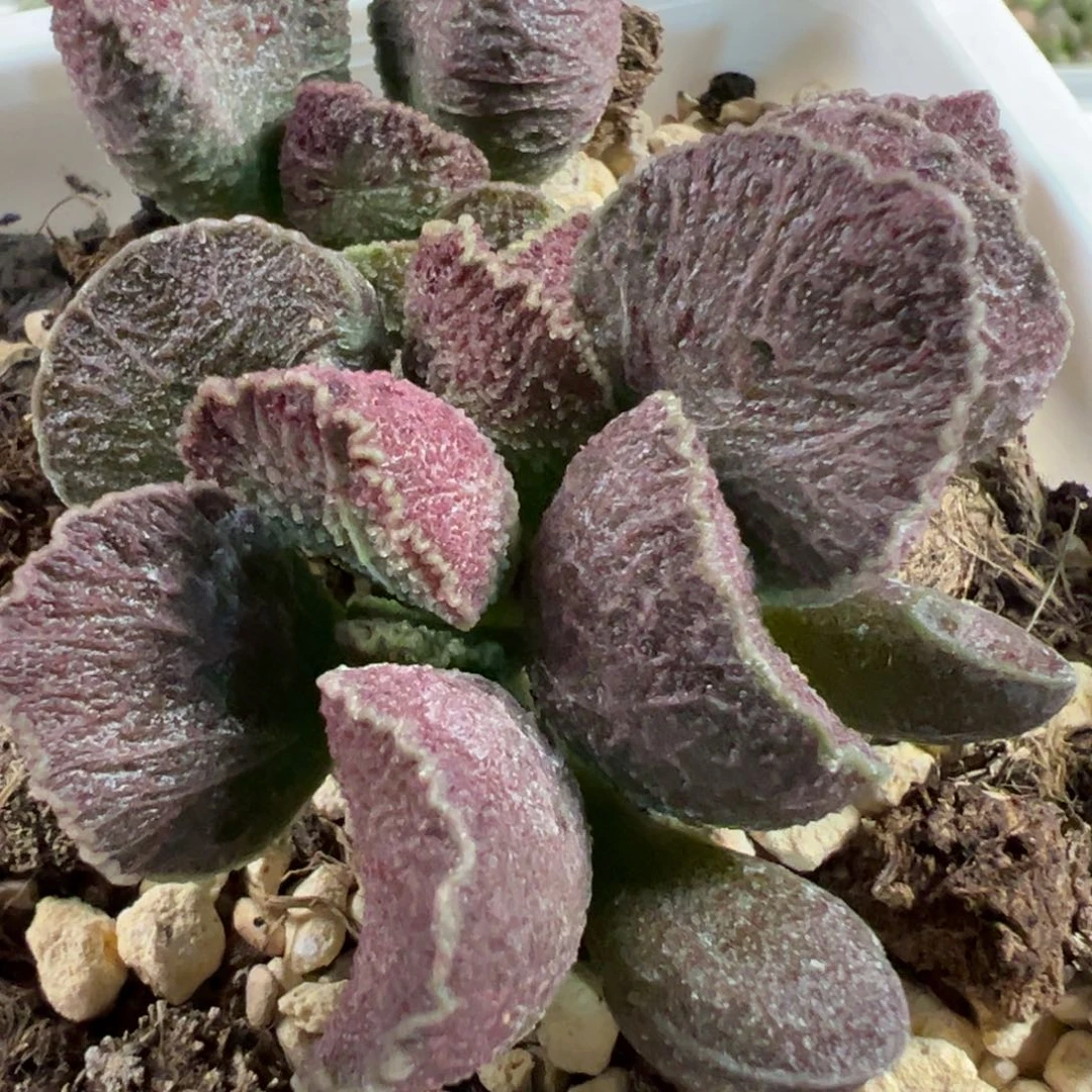 火凤凰十方盆多头纯木质桩多肉植物