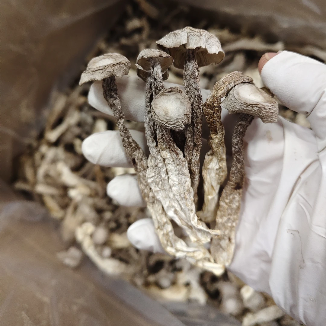 鹿茸菇干货脆嫩爽口营养丰富炖汤炒菜特产蘑菇