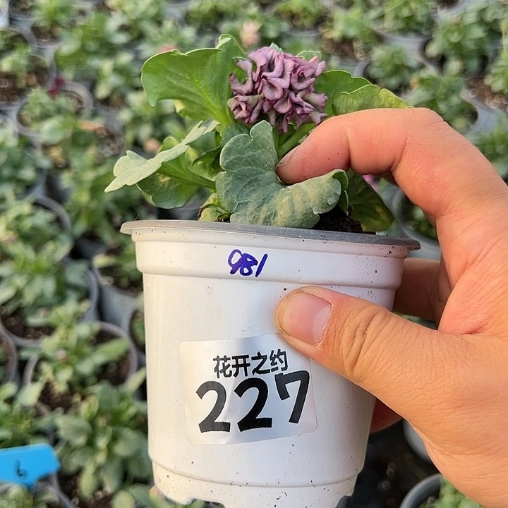 鲨***。当前无花朵，栽培后可花朵227号