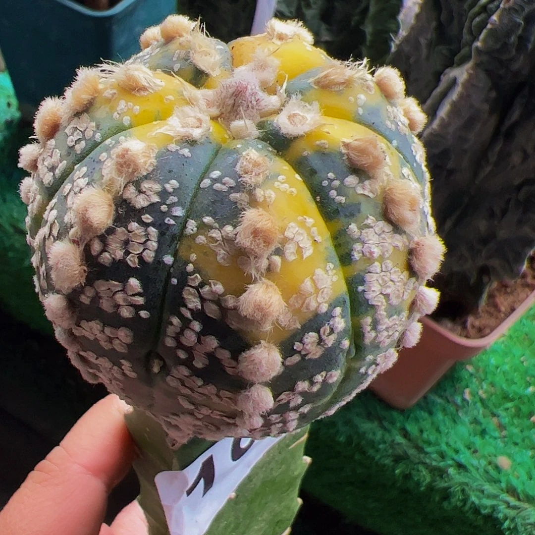 无花朵福利兜锦164