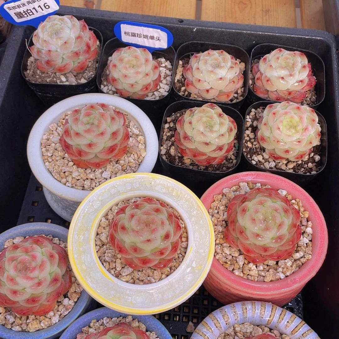 量拍116号 桃露珍妮单头一个