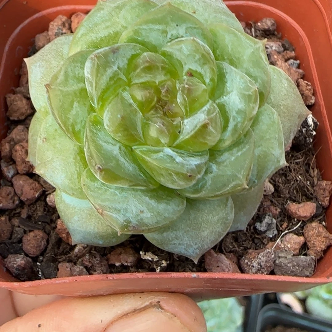 小卡拉米糖心一物一拍