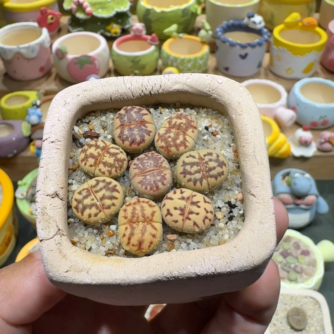 蘑菇1265丽虹彩拼多肉植物