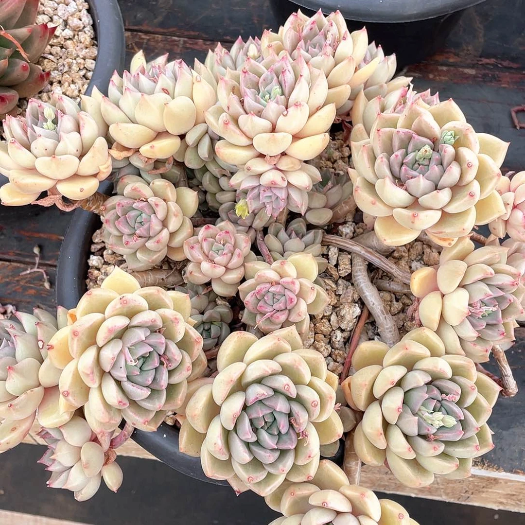 多肉植物一物一拍