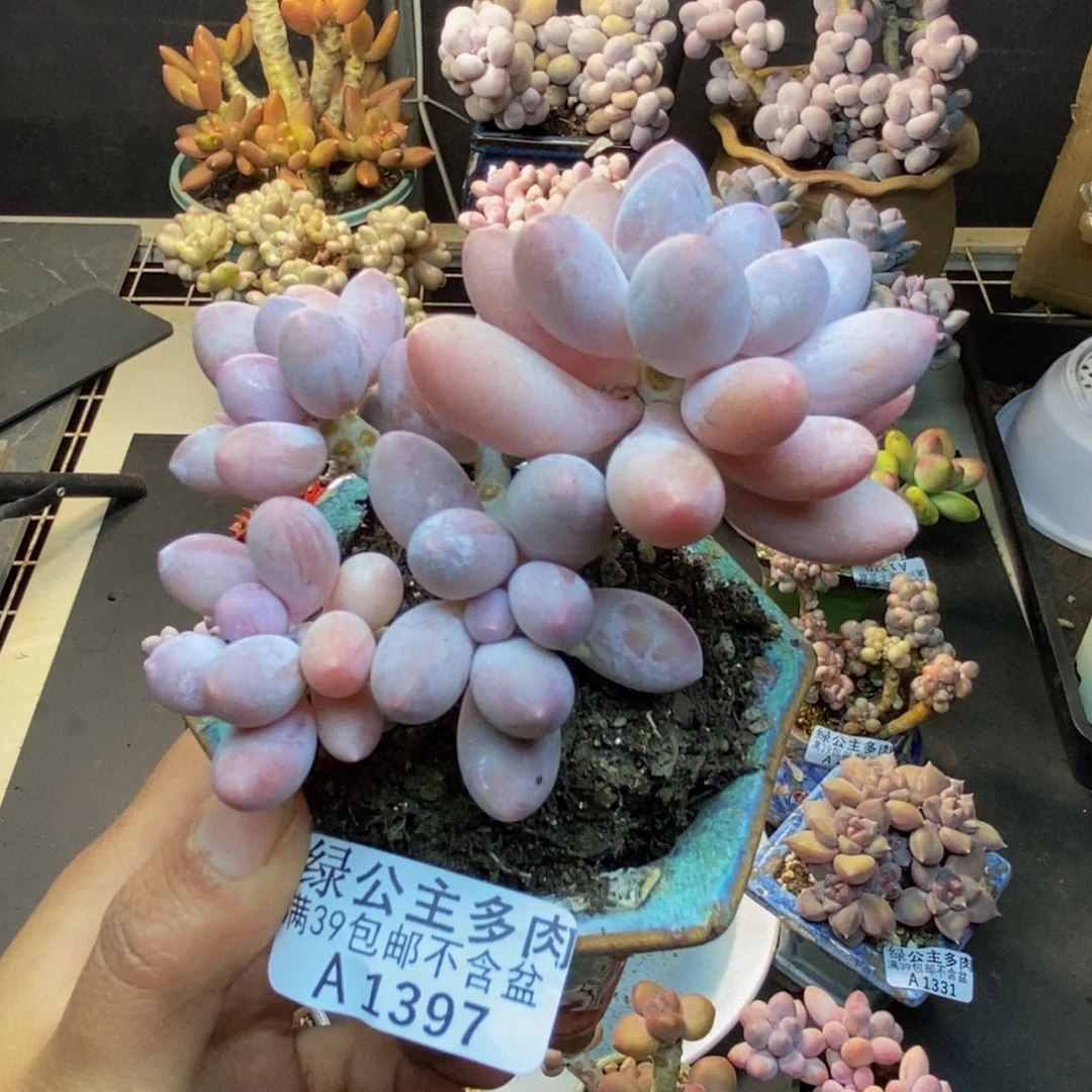 397丸叶汤圆多肉7cm