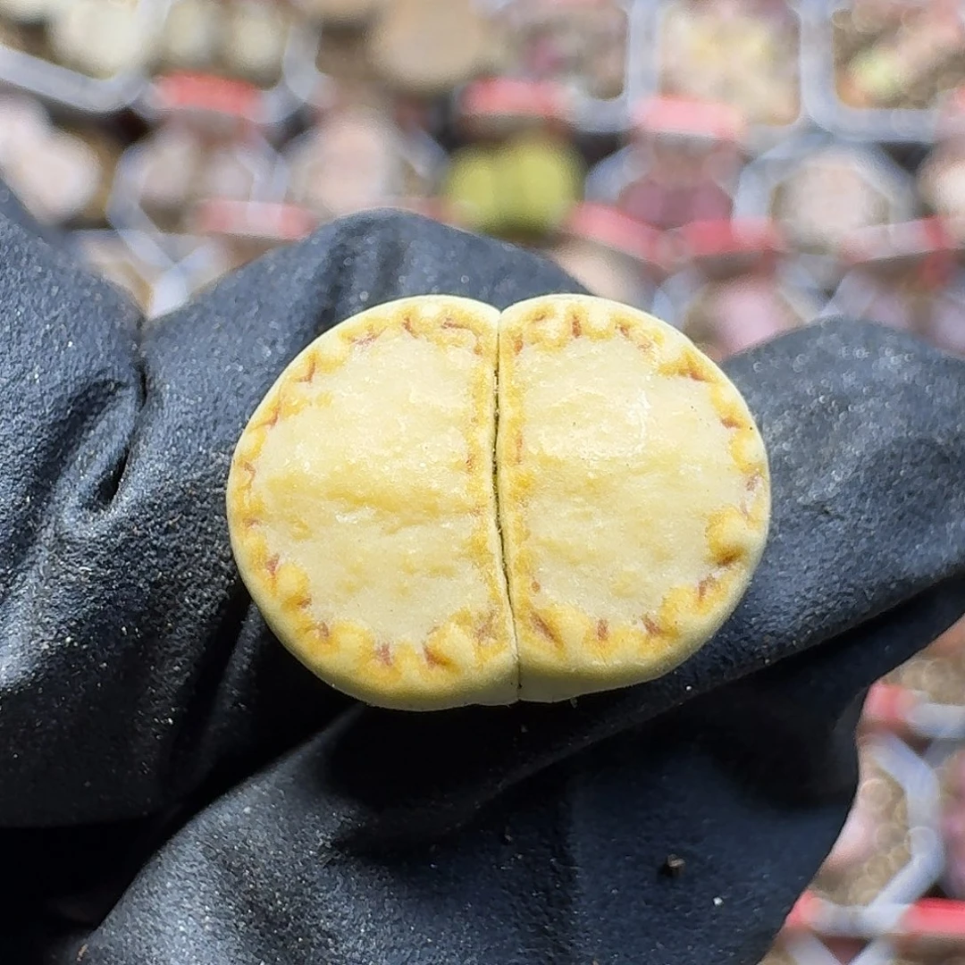 生石花23:：：。  92