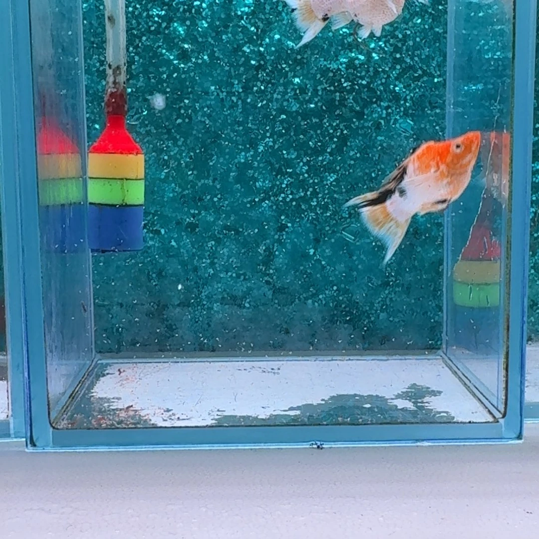 黑玛丽鱼551号玛丽3条
