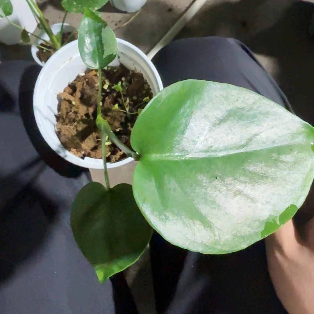 全部花朵用****8龟背竹植物一物一拍