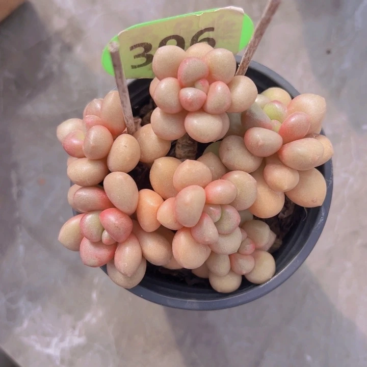 健健康康平平安安