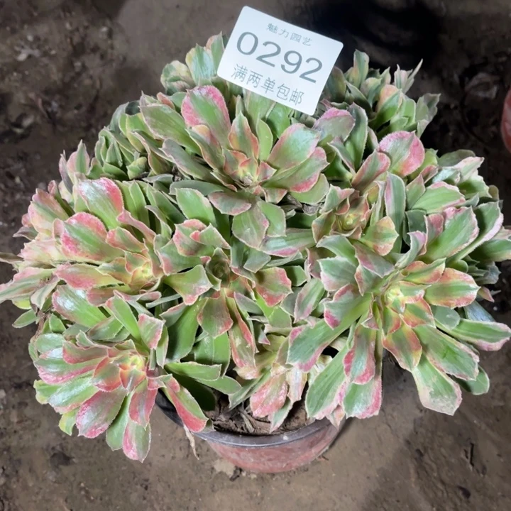 0292光辉的人多肉的