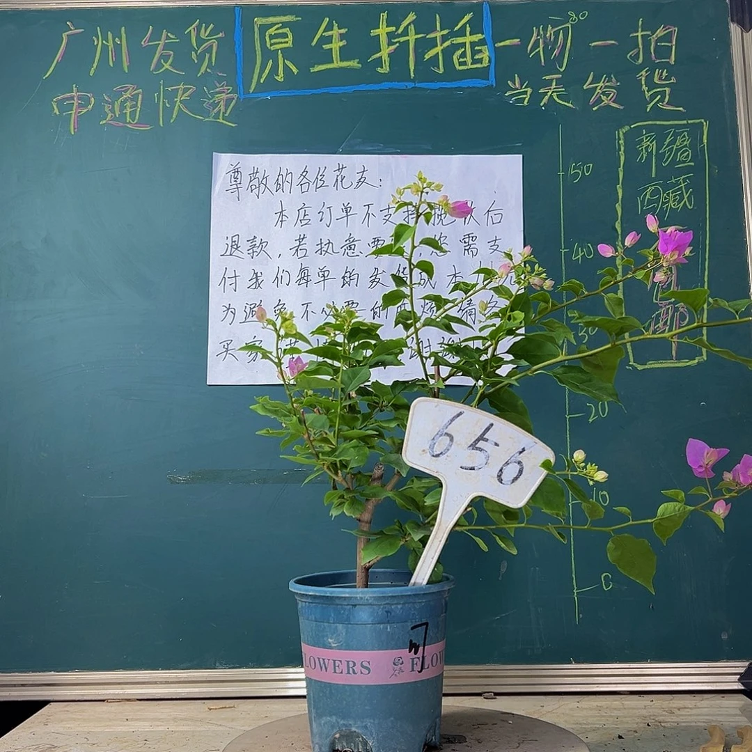 当前无花栽培后可以开花粉可爱656