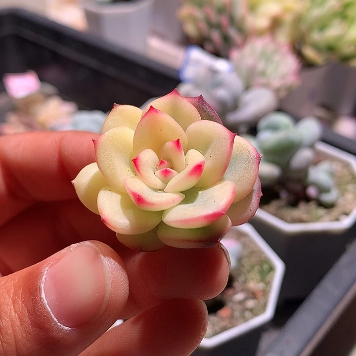 三文鱼侧芽一半全锦