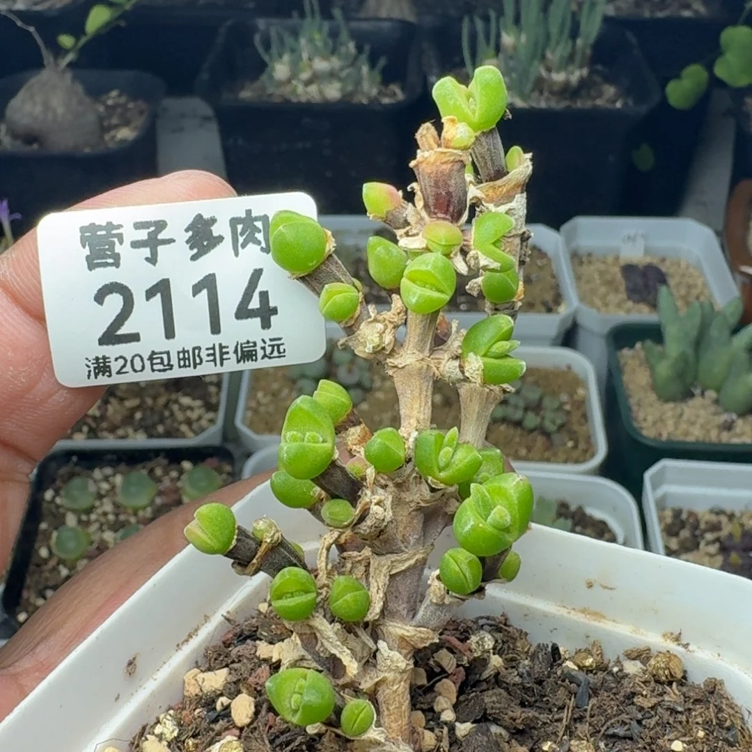 枝干短耳兔。 福利。