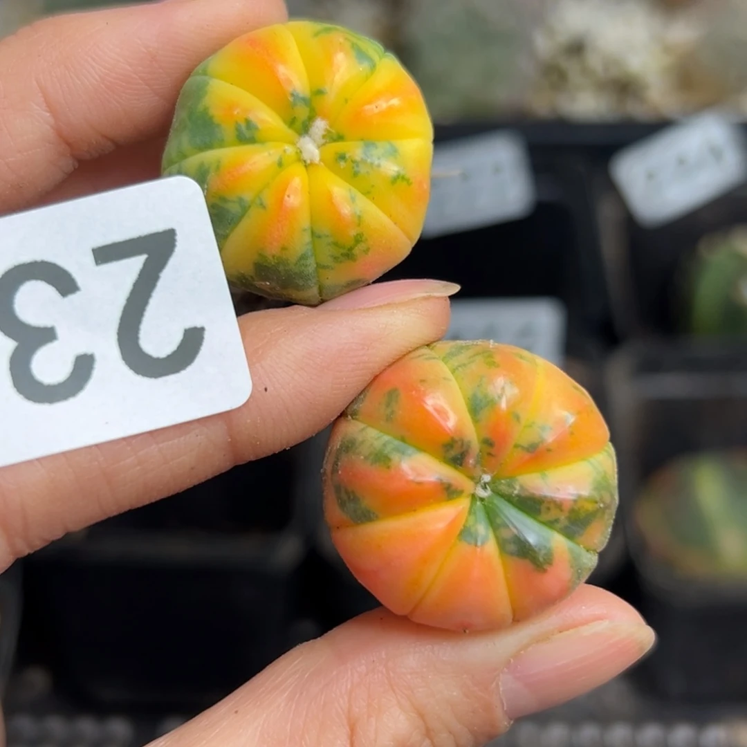 231 仙人球和小鸟