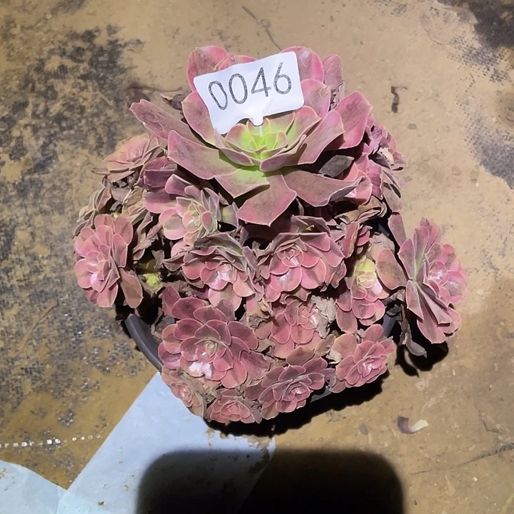 多肉植物法师46美杜莎