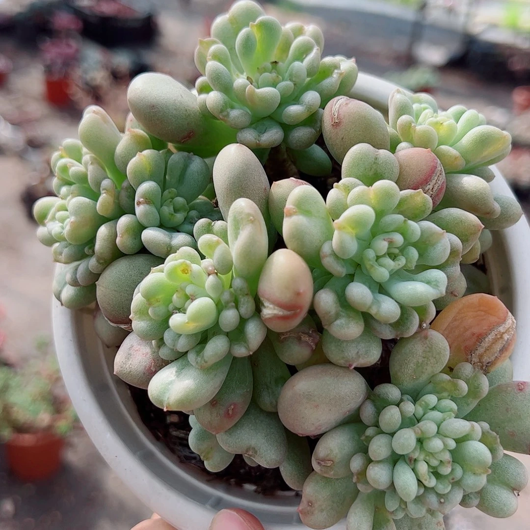 比尔盖茨多头群生老桩