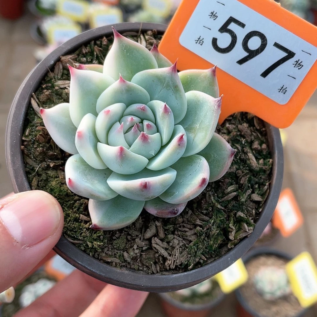 【闪购商品】597号