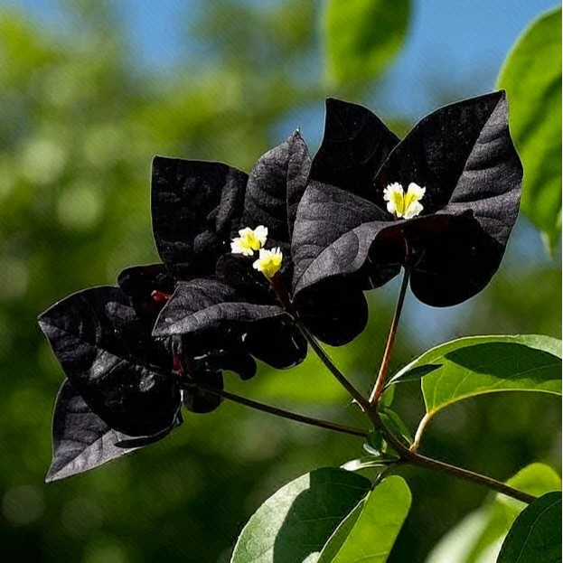 稀有品种三角梅【黑玛瑙】带土带根带叶不带花