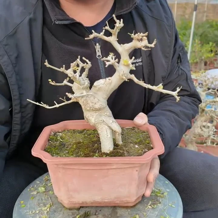 无花朵对节白蜡一盆