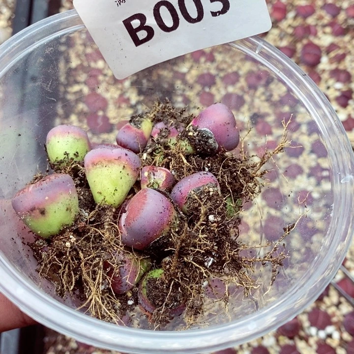 生****.我是一只小小鸟地域鬼的003