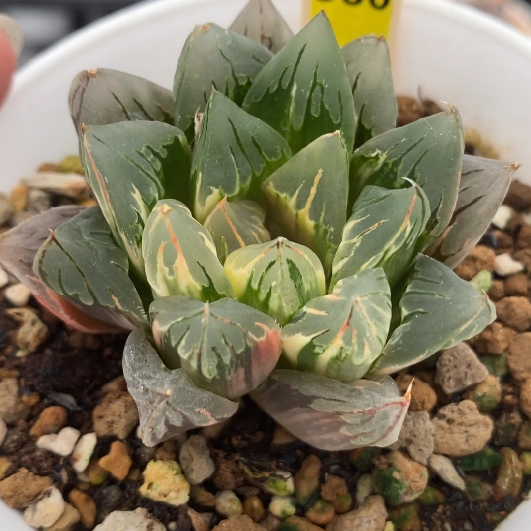589花水晶玉露锦一物一拍