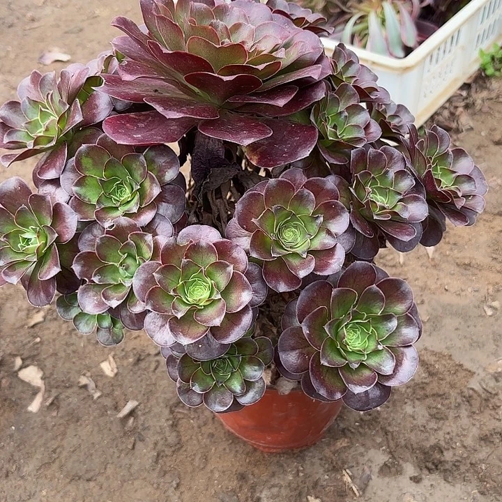 用***2多肉植物法师魅金25
