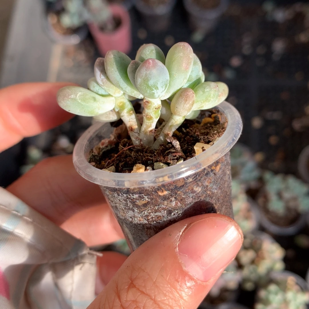 苹果奶酪多肉，苹果吗