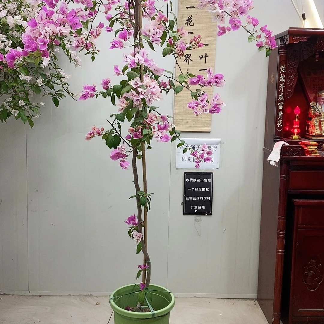 大部分花苞少量开放