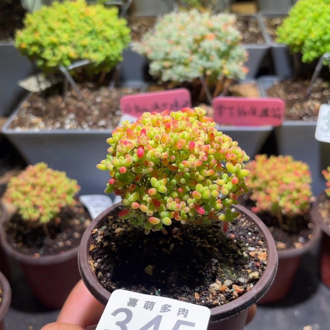 枝干番杏密橘糖球345