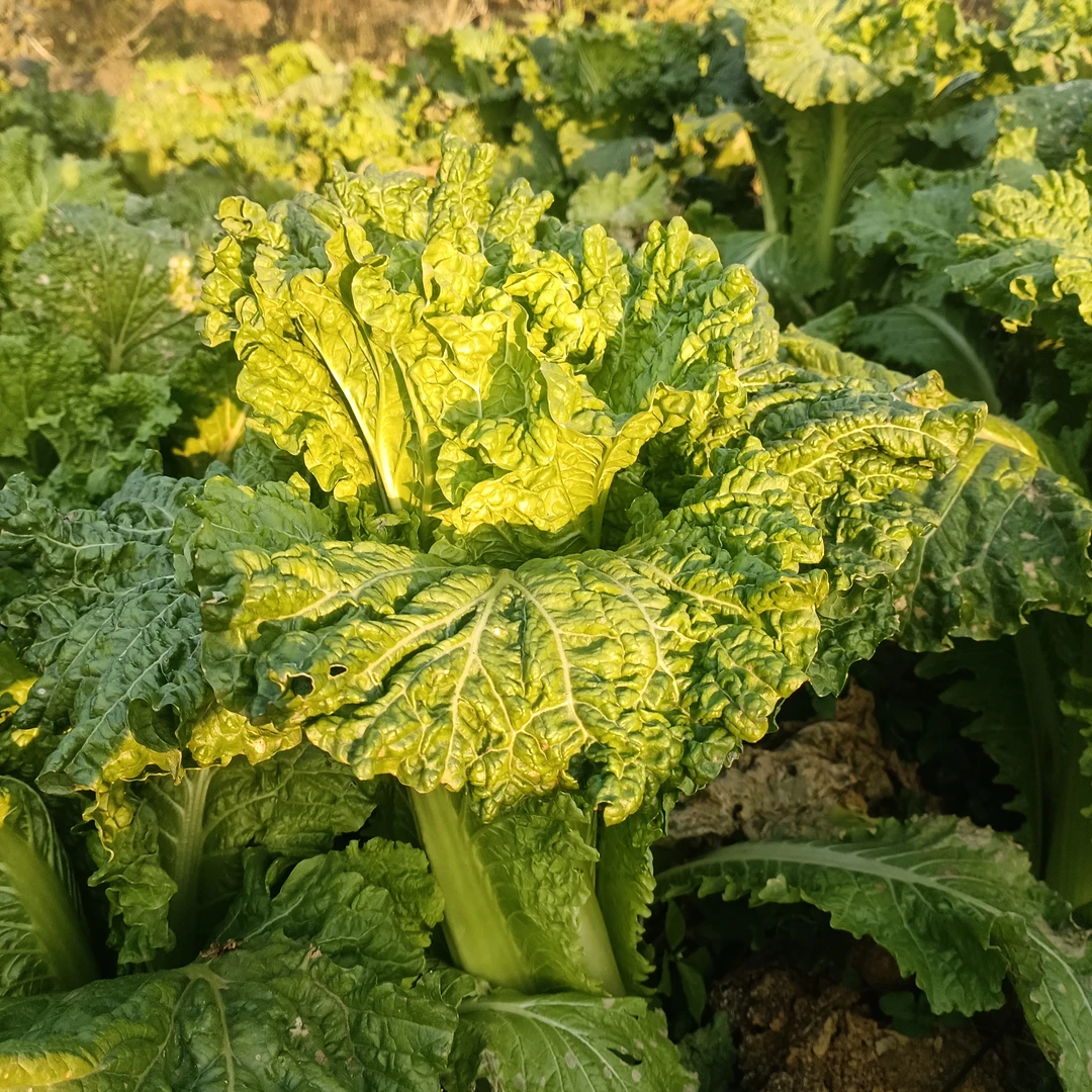 贵州本地青麻叶菜