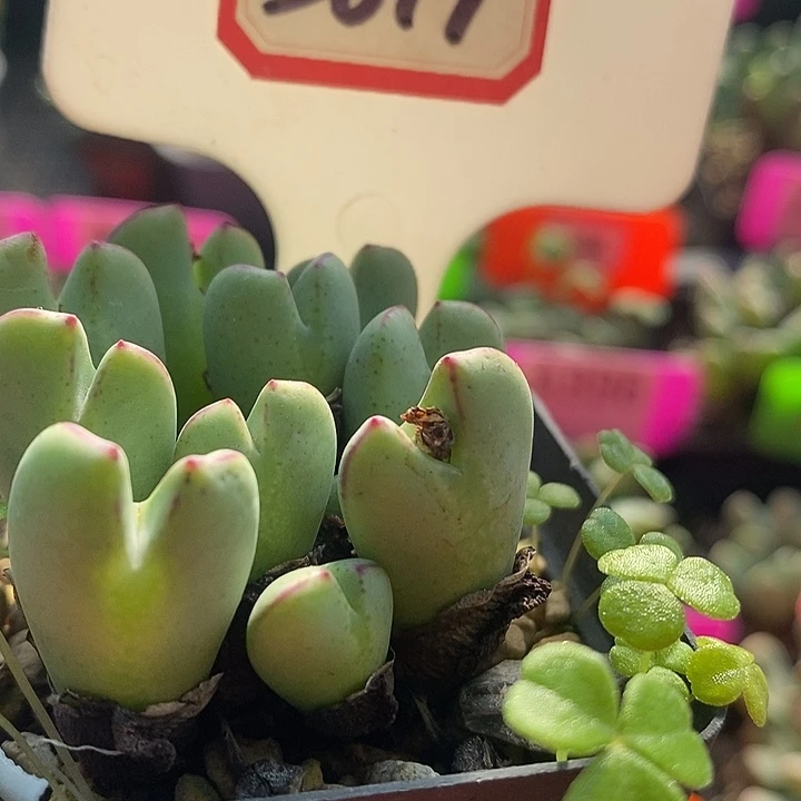 在下的是啥情况你告诉你3019