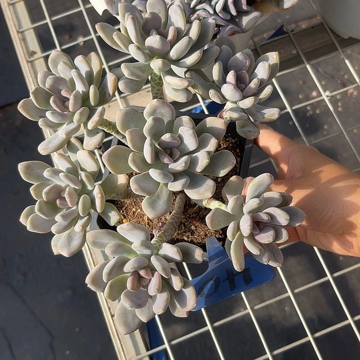 开播炸福利，双十一福利一天手指美人40