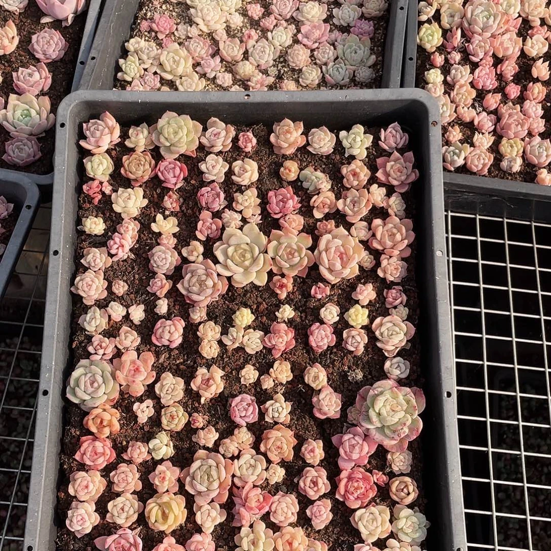 加***2063。 定。