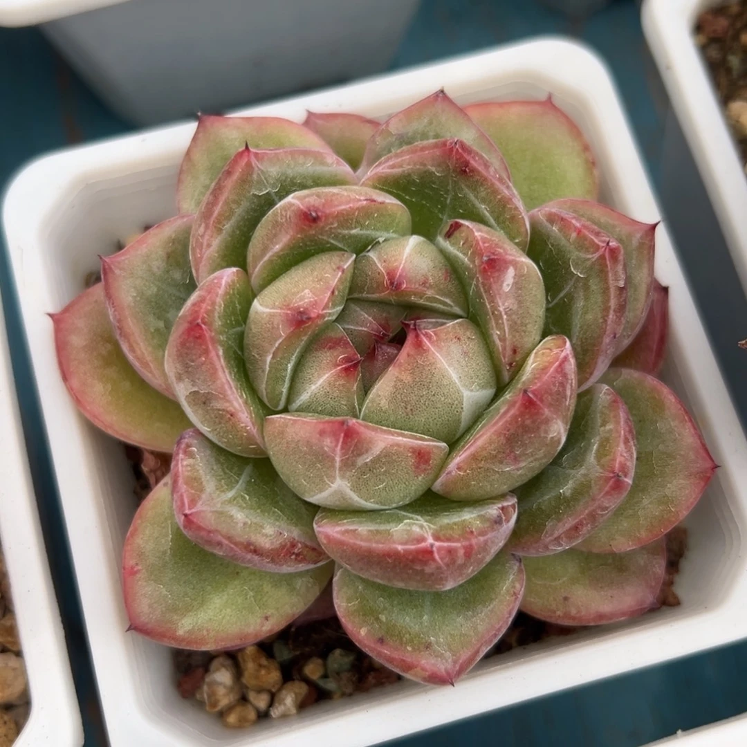 多肉植物一物一拍（65号）