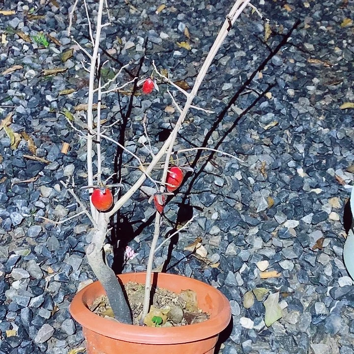 糖***果完全开放哈哈哈哈哈哈