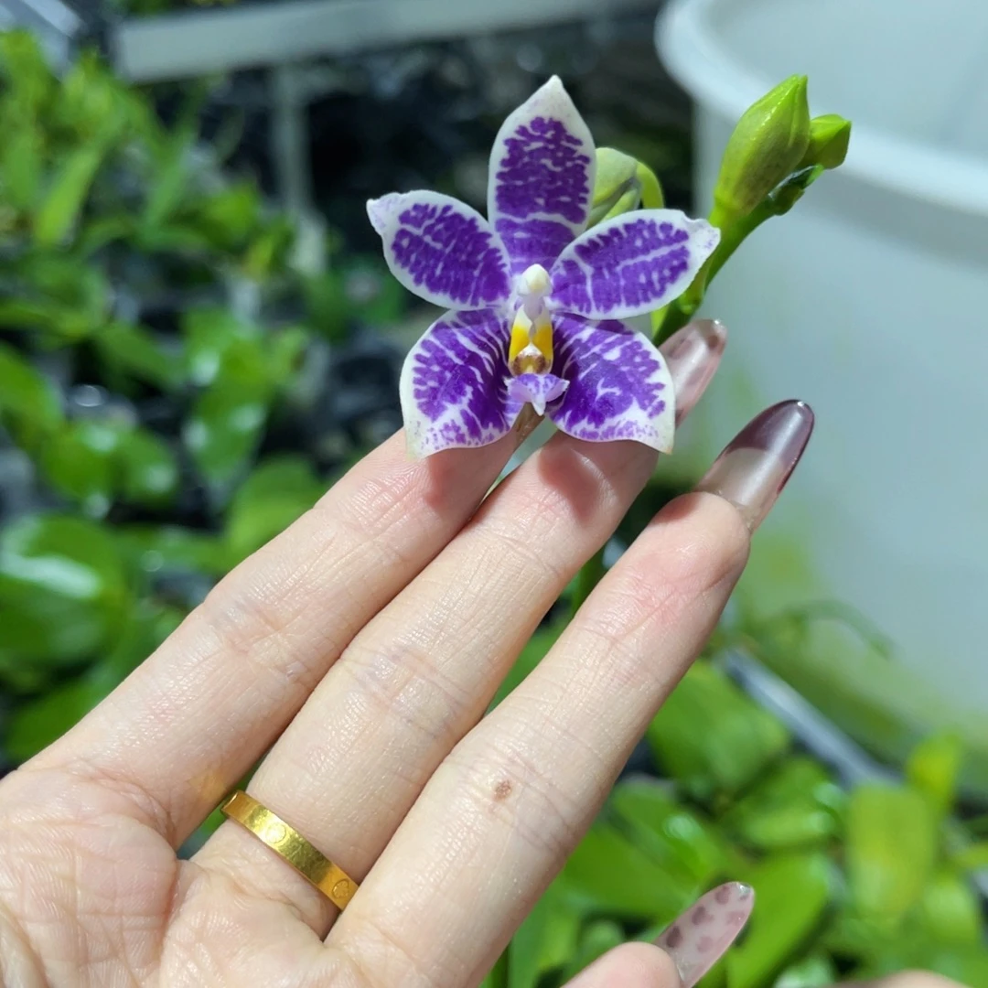 无花朵蝴蝶兰原生柳林3465