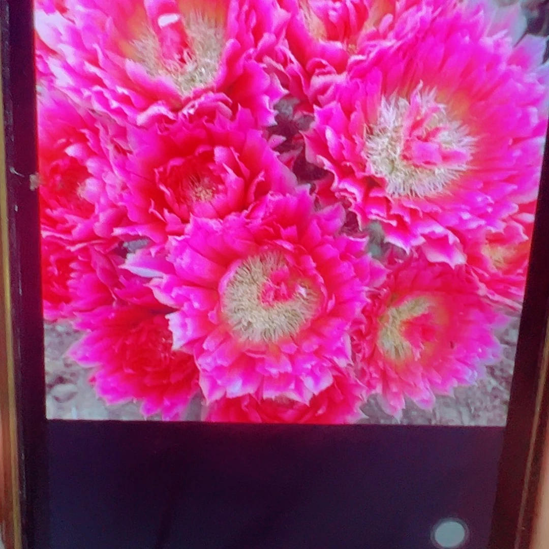 史蒂夫之梦 侧芽000