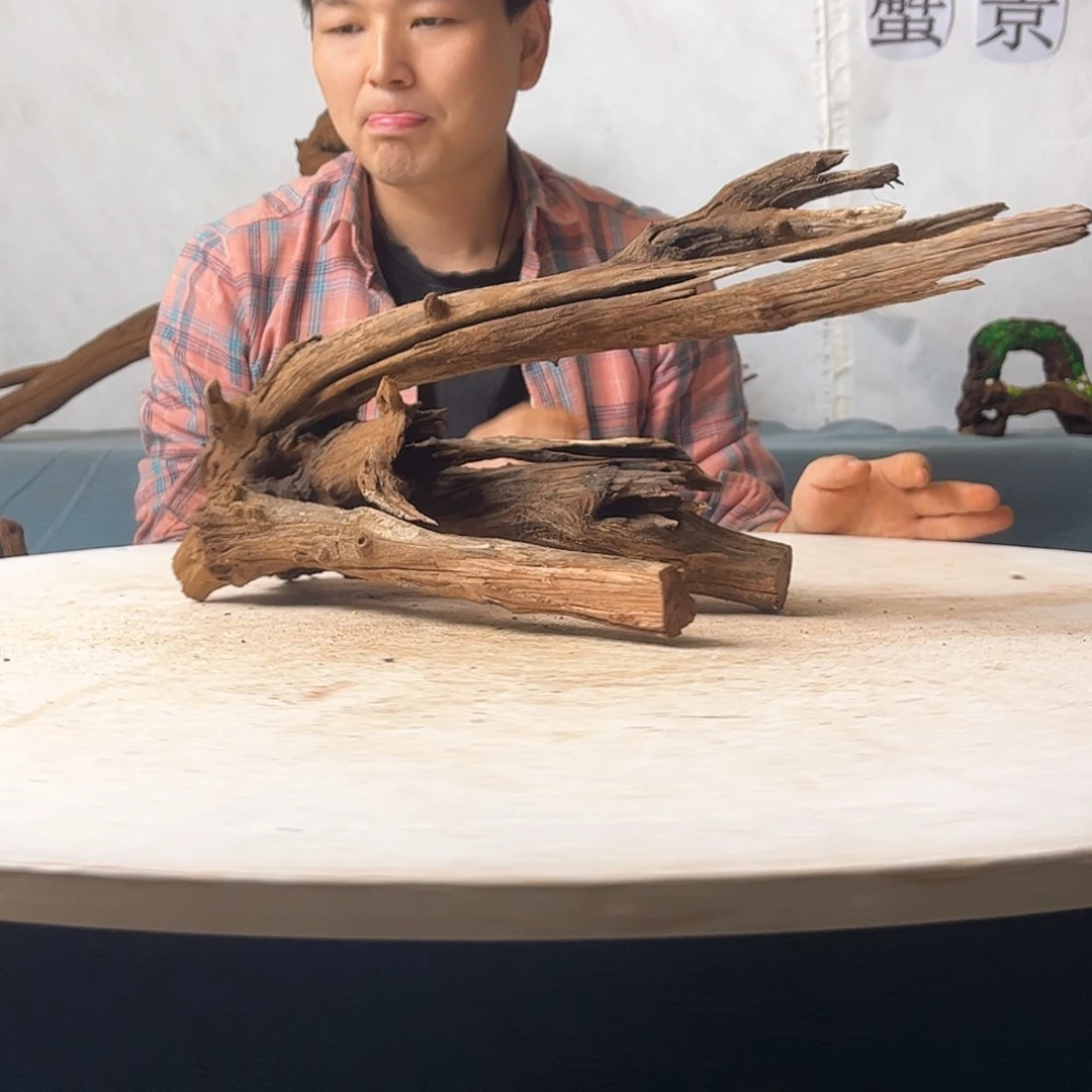 沉木造景爬宠造景