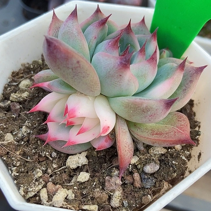多肉植物吉娃娃锦825多肉